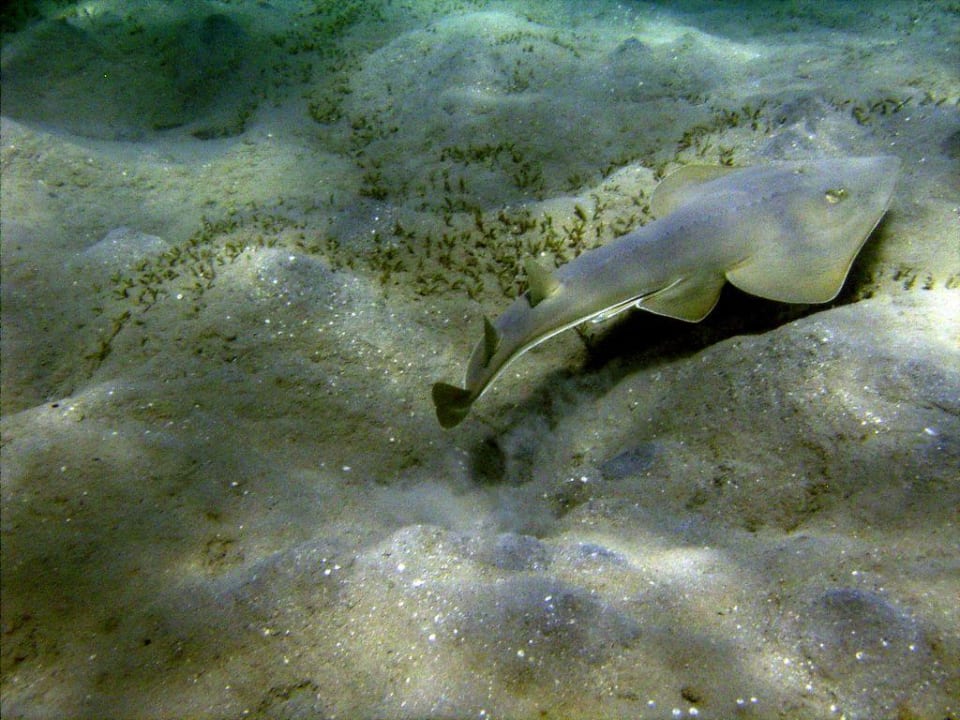 Gitarrenrochen in der Makadi Bay Jaz Makadi Oasis Resort