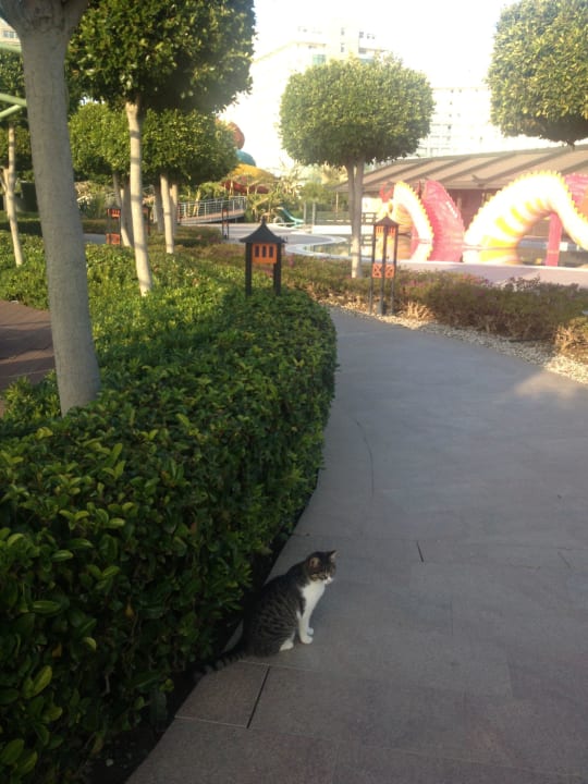Limak cat Limak Lara Deluxe Hotel & Resort