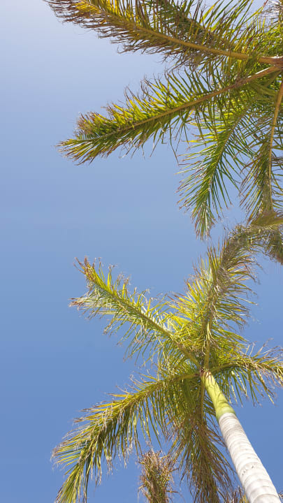 Gartenanlage Hotel Riu Vistamar