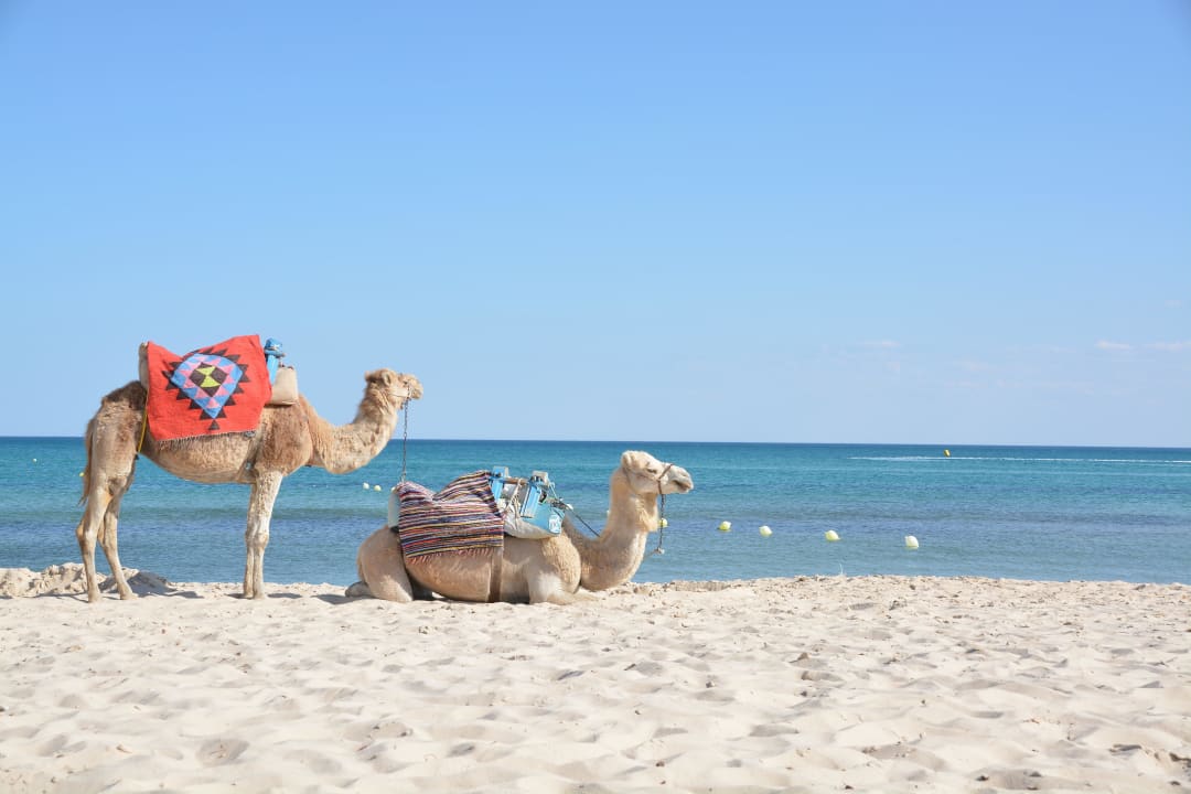 Einfach nur schöner Strand Steigenberger Marhaba Thalasso Hammamet