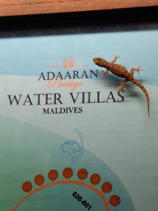 Außenansicht Adaaran Select Meedhupparu Island Resort - Premium All Inclusive