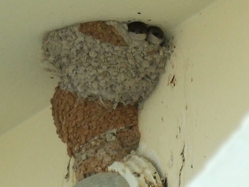 Schön bekackter Balkon. Hotel Houria Palace