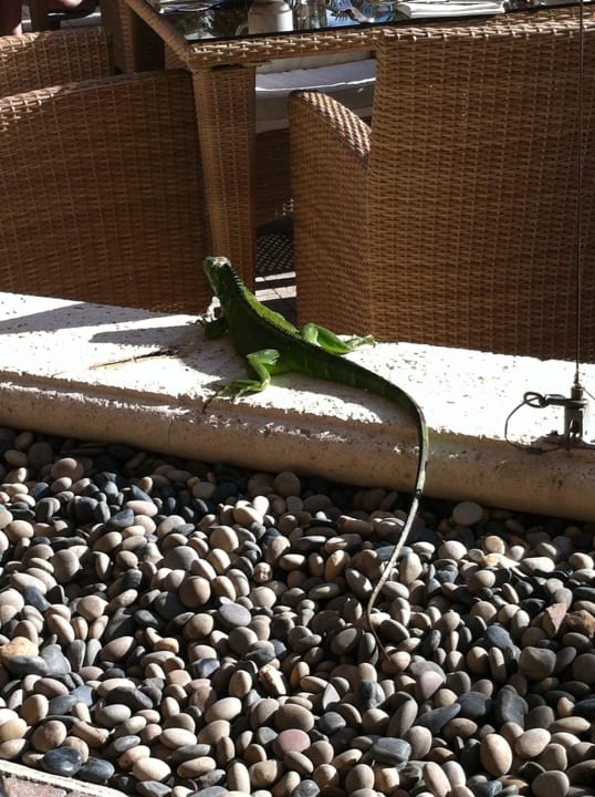 Besucher am Frühstückstisch Hotel The Ritz-Carlton Key Biscane