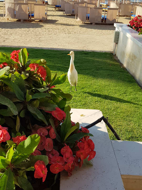 Gartenanlage Beach Albatros Resort