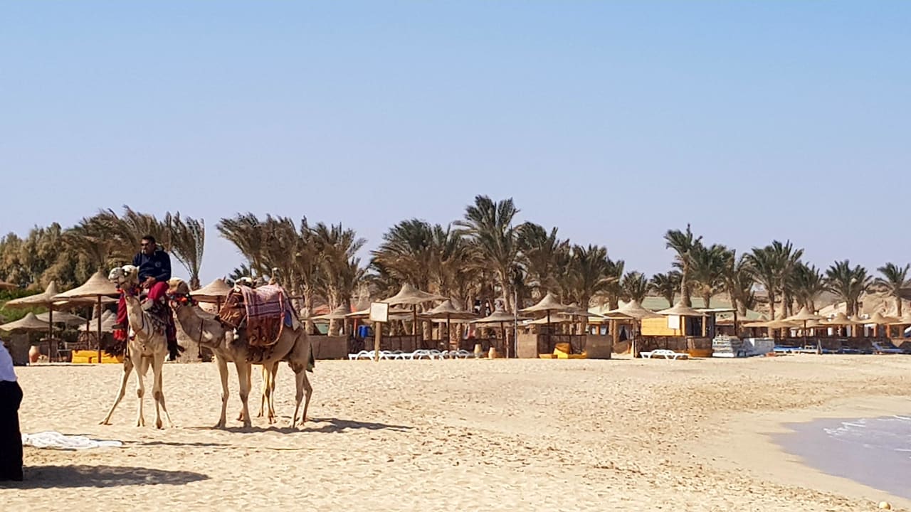 Strand Malikia Resort Abu Dabbab