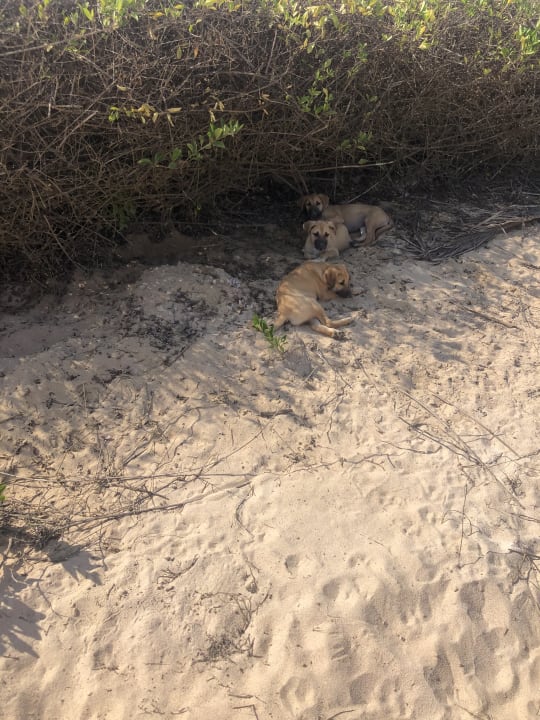 Gartenanlage Wyndham Garden Salalah Mirbat