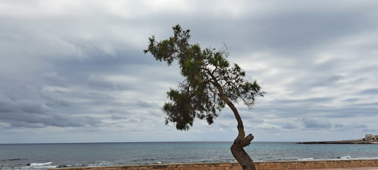 Ausblick Hipotels Mediterraneo