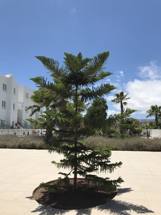 Gartenanlage Sentido Aequora Lanzarote Suite