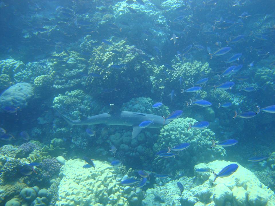 Strand Pensée Royal Garden Beach Resort