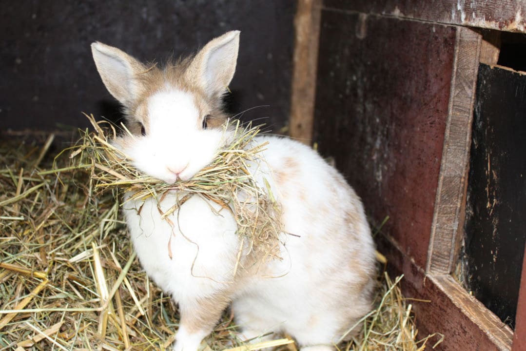 Nestbau im Hasenstall Schlosshof - der Urlaubsbauernhof