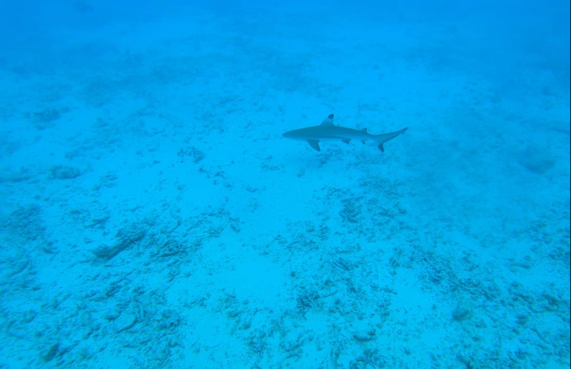 Strand Adaaran Select Meedhupparu Island Resort - Premium All Inclusive