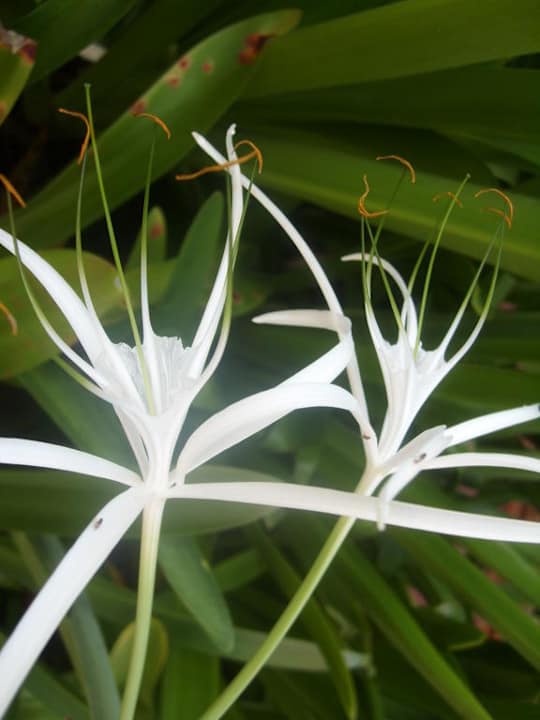 Blume Hotel Grand Palladium Palace Resort, Spa & Casino