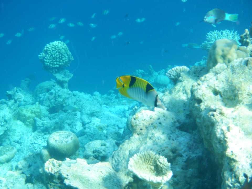 Sport & Freizeit NH Collection Maldives Havodda Resort