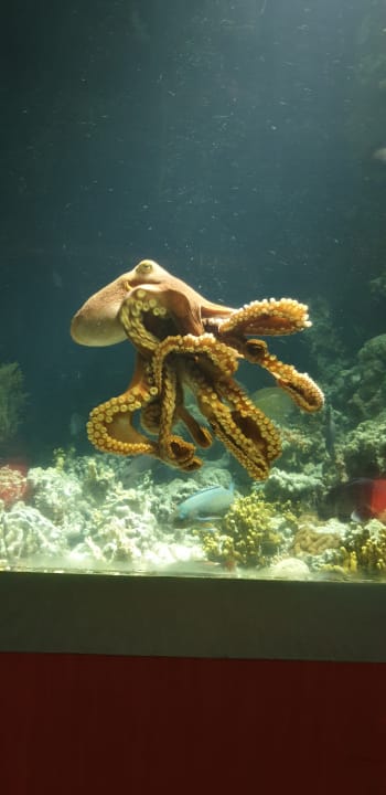 Gastro OZEN LIFE MAADHOO