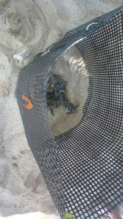 Meeresschildkröten am Strand geschlüpft Akumal Bay Beach & Wellness Resort