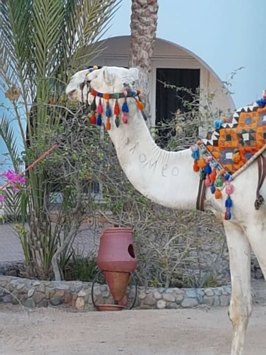Romeo Arabia Azur Resort