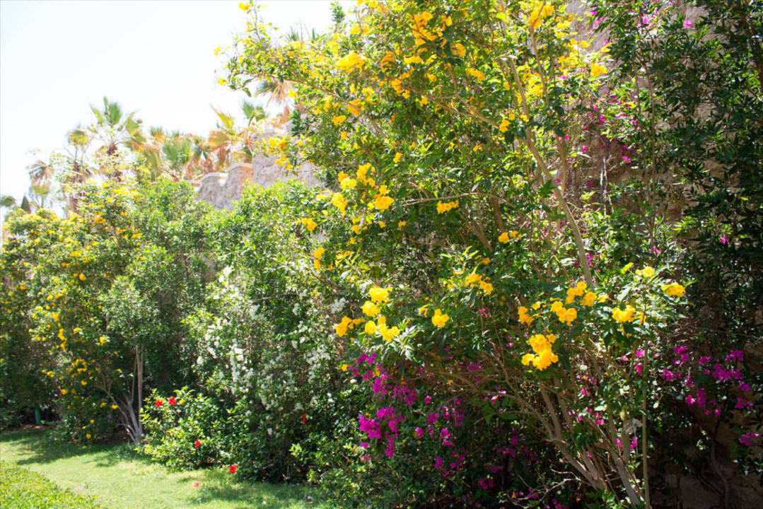 Citadel Azur Resort Pickalbatros Citadel Resort