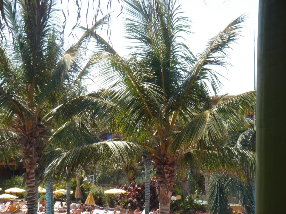 Schöne Gartenanlage Club Hotel Drago Park