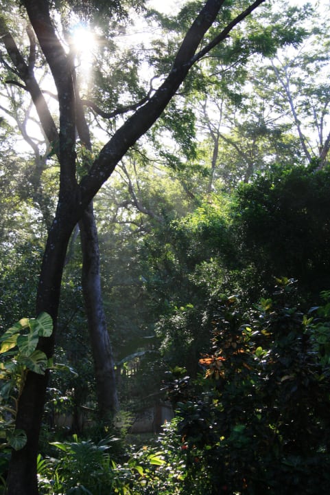 Hotel garden Capitán Suizo Beachfront Boutique Hotel