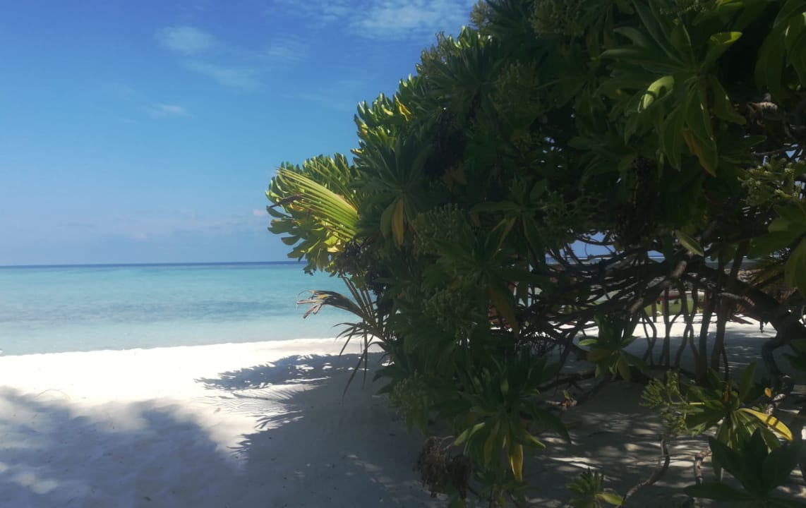 Strand Summer Island Maldives