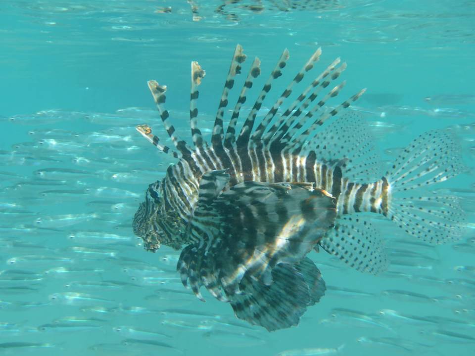 Sonstiges Steigenberger Coraya Beach - Adults only