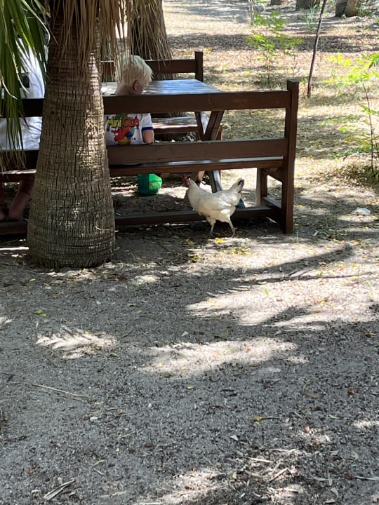 Gastro Seaden Sea World Resort & Spa