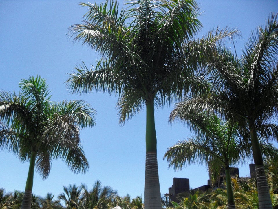 Palmen am Pool Lopesan Baobab Resort