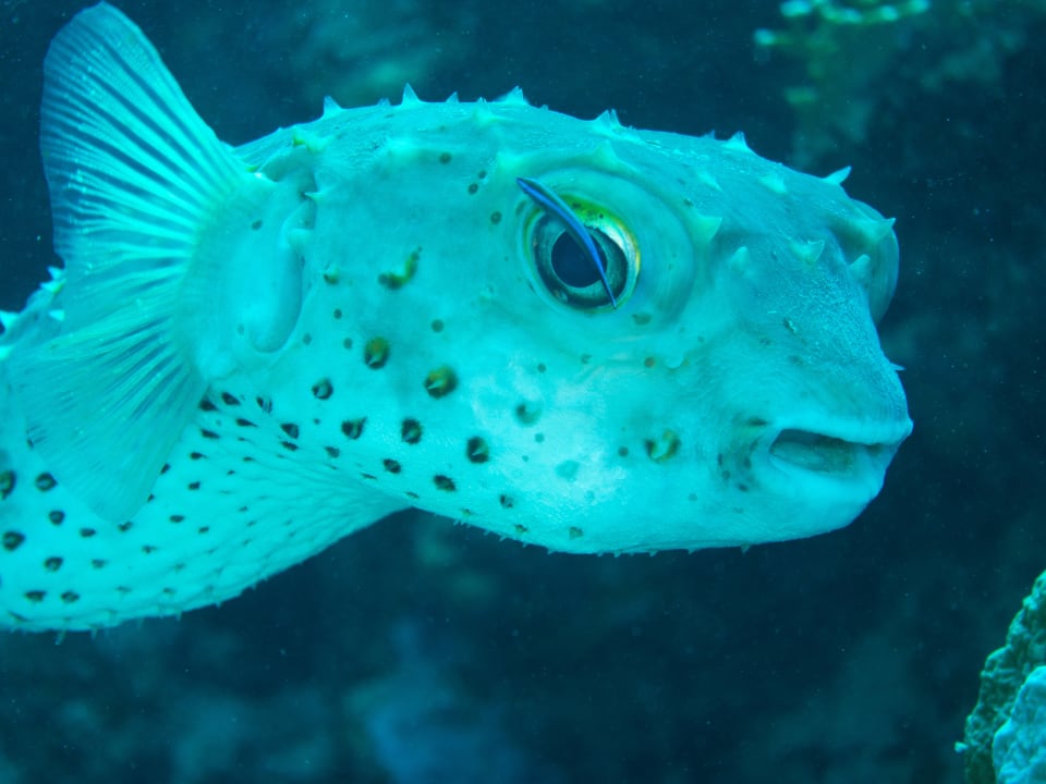 Sport & Freizeit Mövenpick Resort El Quseir