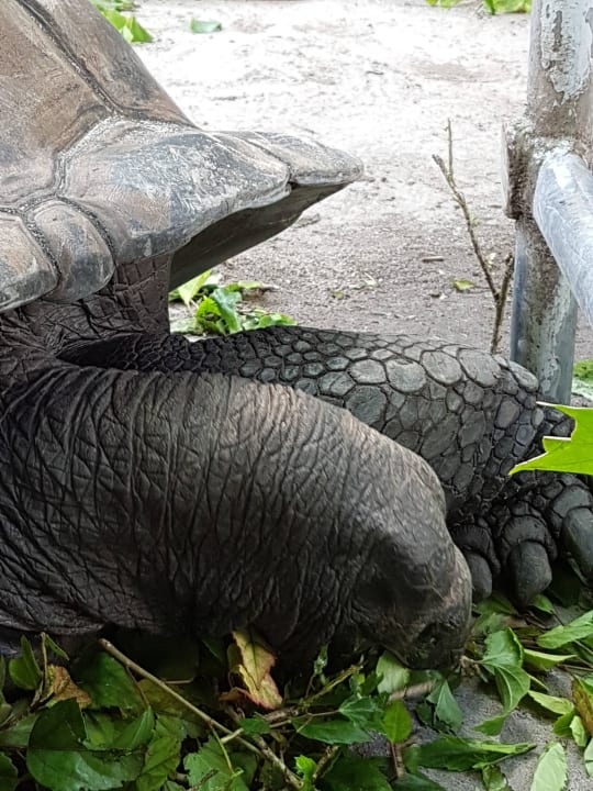 Schildkröten die beim Hotel leben  Berjaya Beau Vallon Bay Resort & Casino