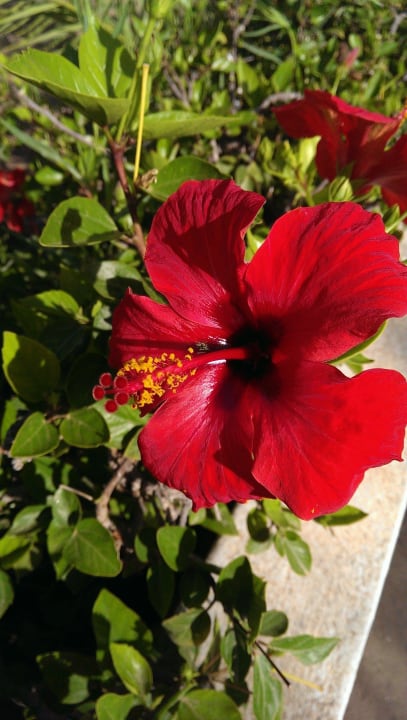 Noch eins Hotel El Mouradi Djerba Menzel