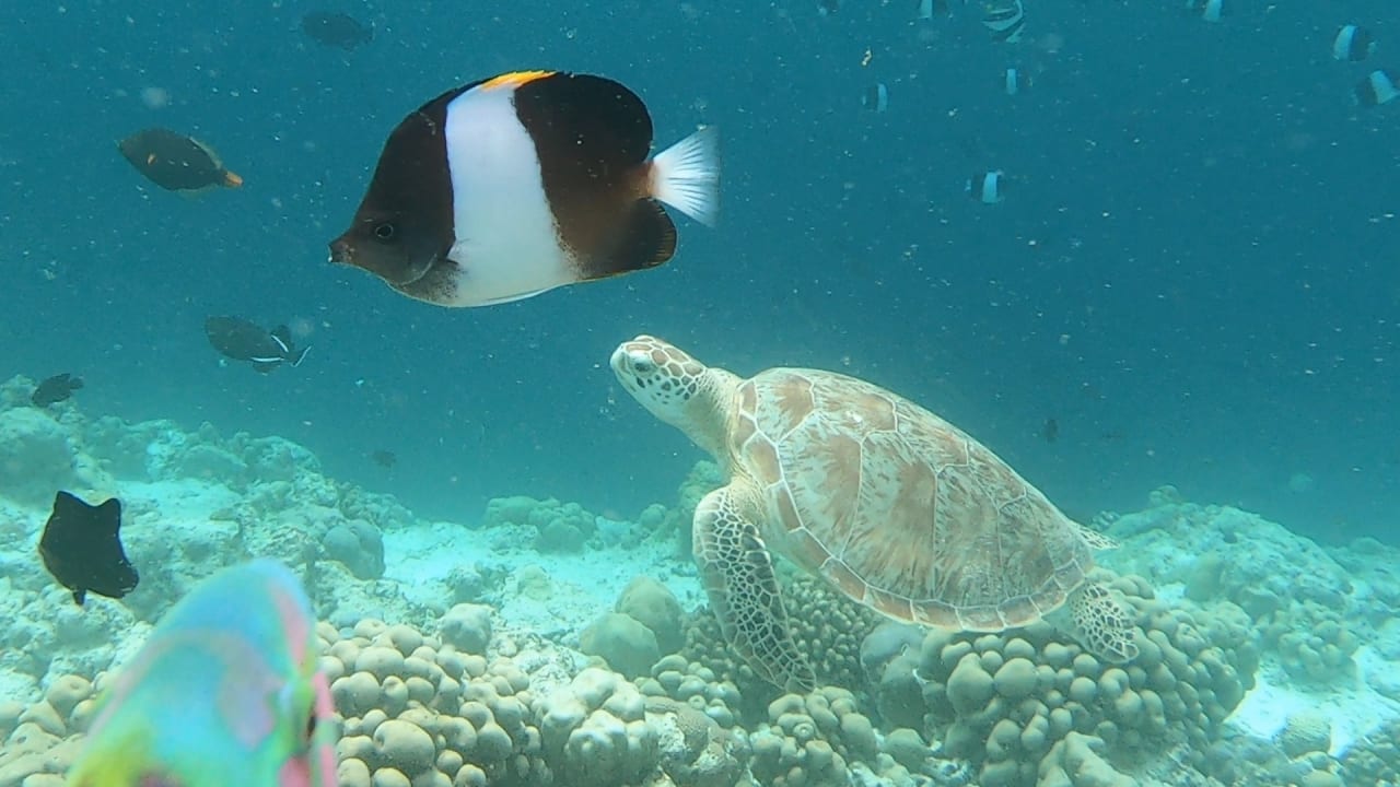 Sport & Freizeit NH Collection Maldives Reethi Resort