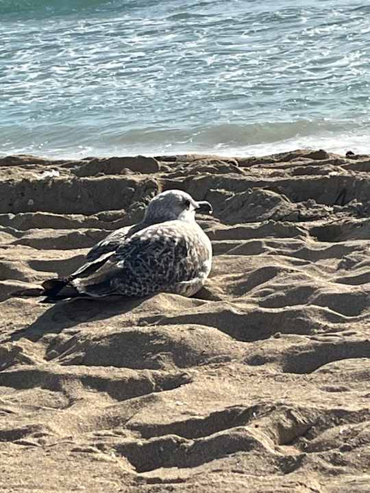 Strand allsun Hotel Pil-lari Playa