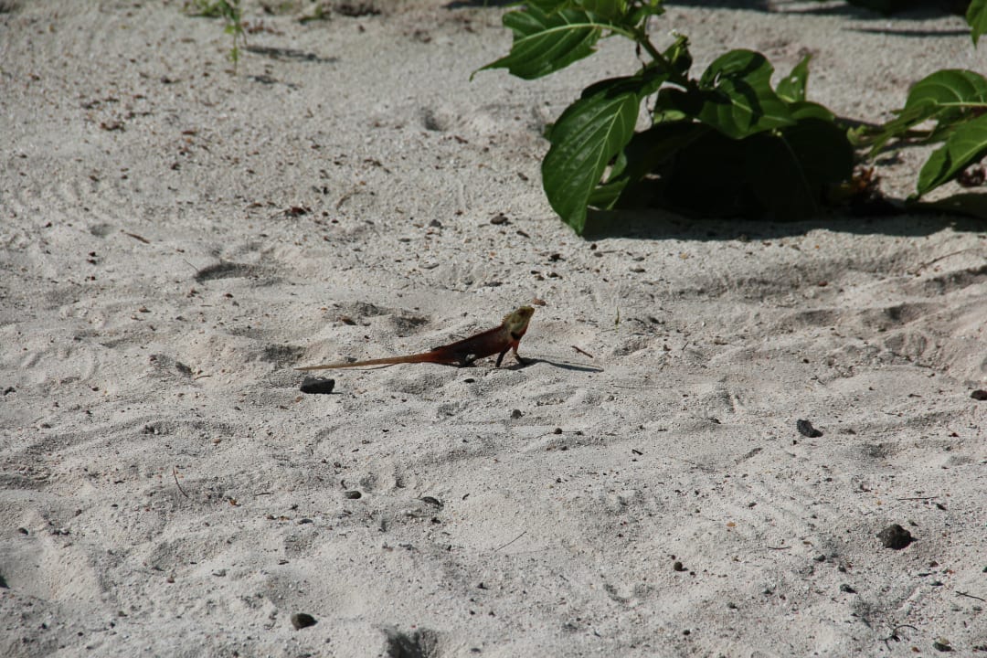 Schönechse Adaaran Select Meedhupparu Island Resort - Premium All Inclusive