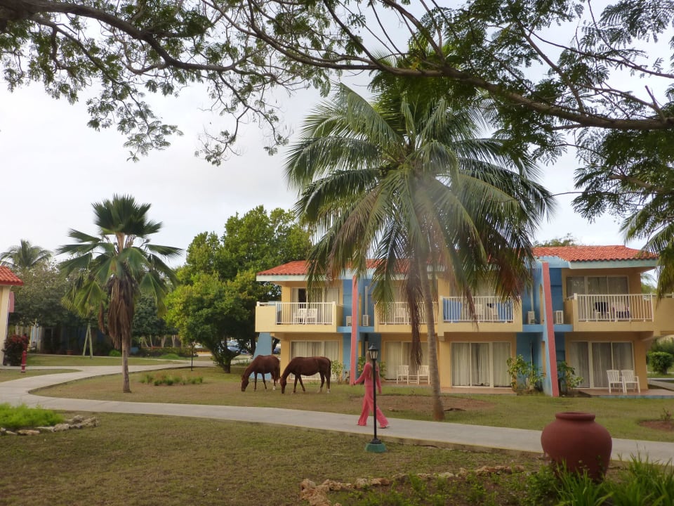 Alles sehr offen gehalten Starfish Cayo Guillermo