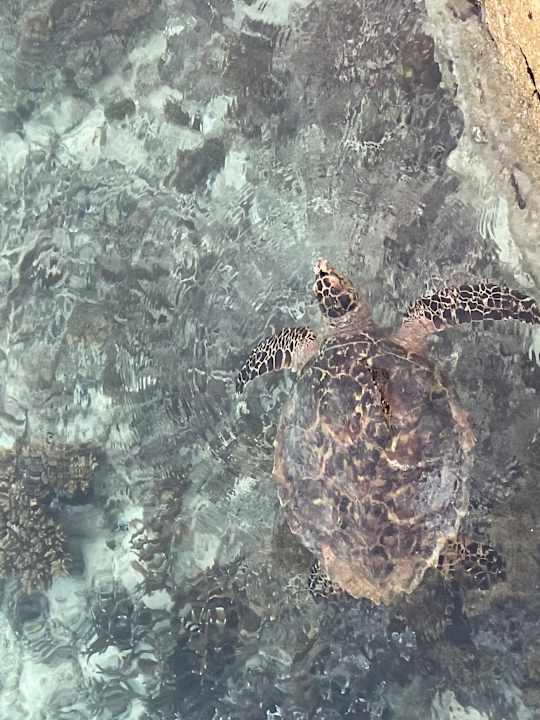 Strand Ellaidhoo Maldives by Cinnamon