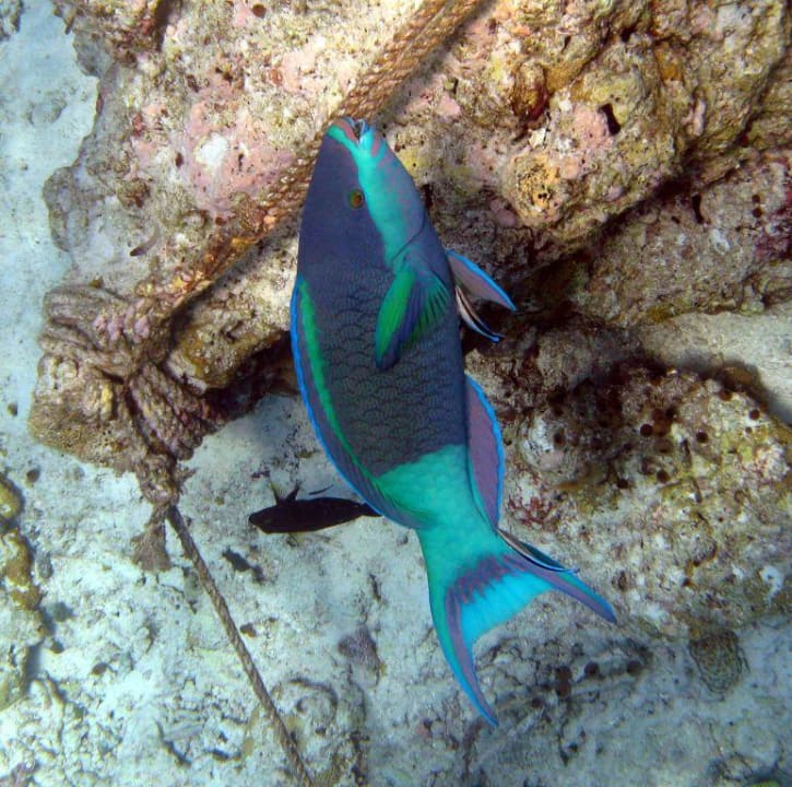 Fisch läßt sich putzen NH Collection Maldives Reethi Resort