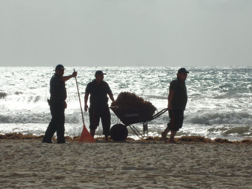 Seegras nach einem Regentag (Gärtner im Einsatz) Hotel Riu Palace Riviera Maya
