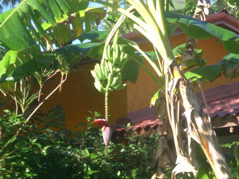 Bananenpalme mit Blüte Wyndham Alltra Samana