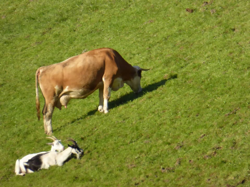 Almweide Ferienwohnungen Migglwieshof