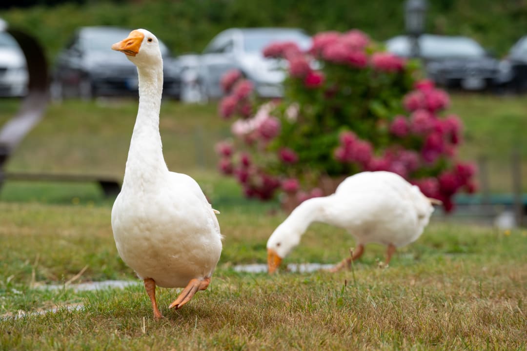 Sport & Freizeit Hotel Tannenmühle