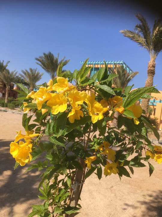 Gartenanlage Sheraton Miramar Resort El Gouna