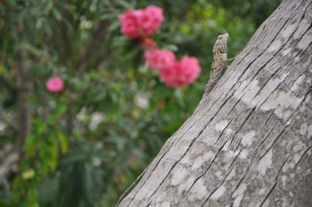 Kuramathi Kuramathi Maldives