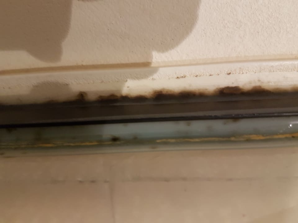 Zimmer Dreams Jardín Tropical