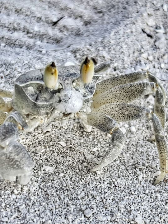 Sonstiges Sun Siyam Vilu Reef