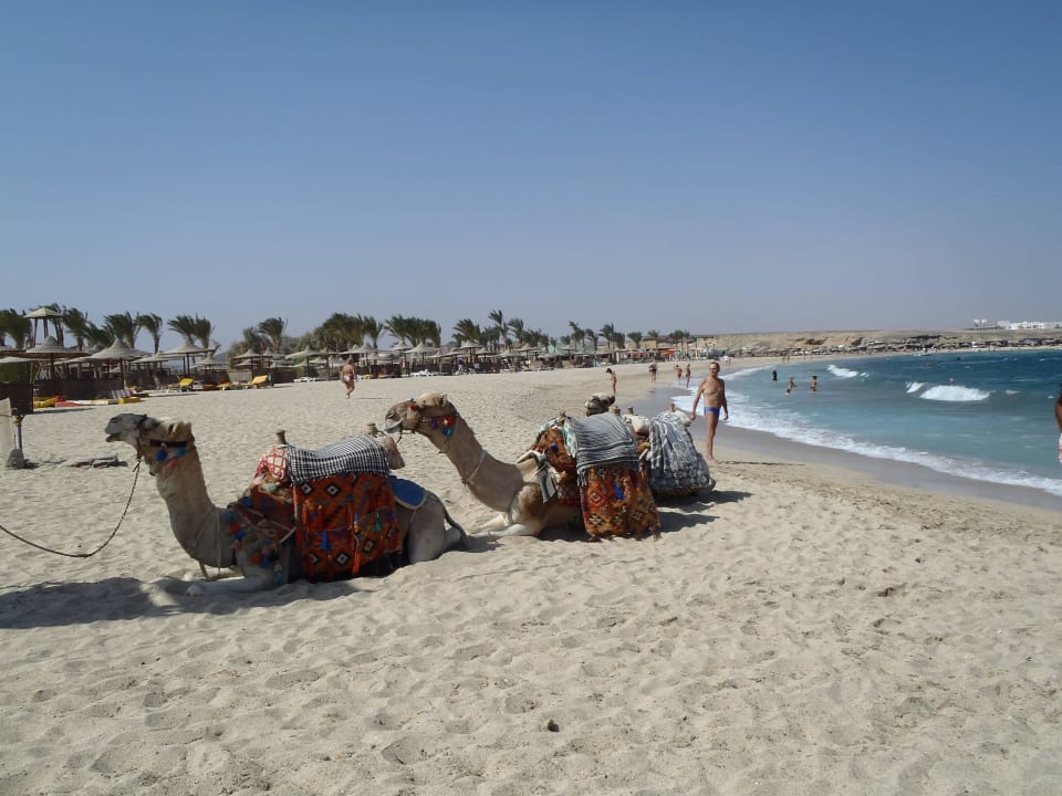 Kamelreiten am Strand Malikia Resort Abu Dabbab