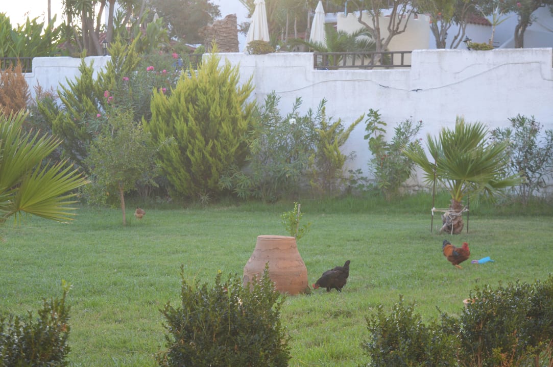 Der Garten mit Haustieren vom Apollo III  Apollo Hotel I & II