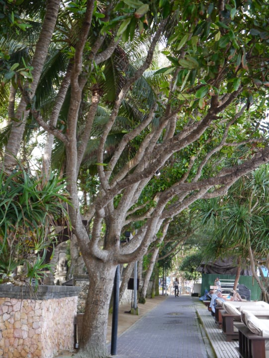 Zwischen Pool und Strand Puri Santrian
