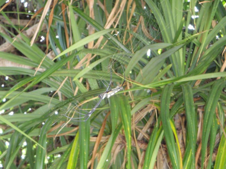 Spinne Hotel Siladen Resort & Spa