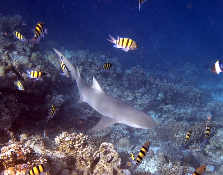 Sport & Freizeit Filitheyo Island Resort