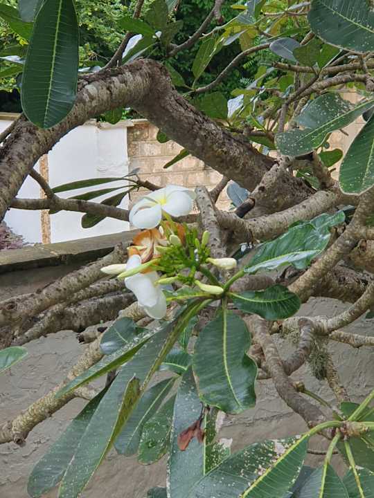 Gartenanlage Diani Sea Resort